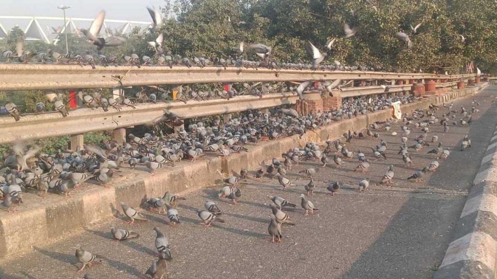 Delhi pigeon feeding 