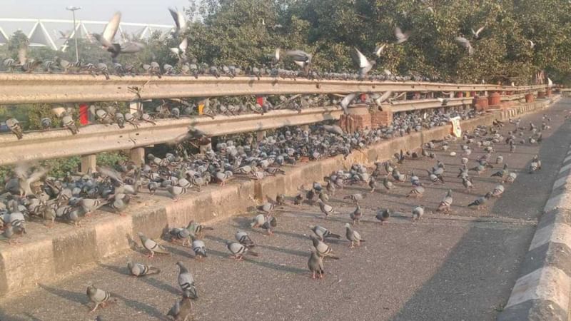 जवाहरलाल नेहरू फ्लाईओवर पर सामूहिक भोज के लिए एकत्र सैकड़ों कबूतर | फोटो: आशा शाह/दिप्रिंट