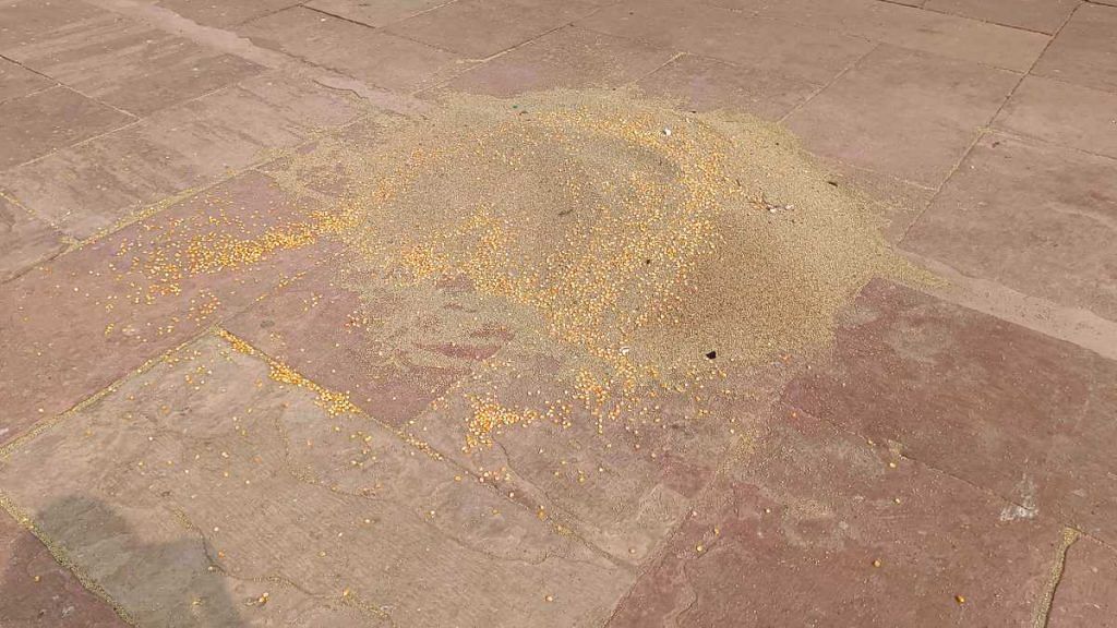 Jama Masjid pigeon feeding 