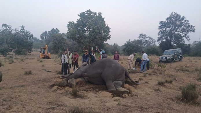 One of the elephants being administered treatment. Ten elephants ultimately died, while one survived | By special arrangement