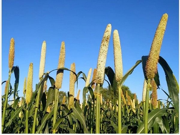 Government's production-linked incentive scheme promotes millet-based products