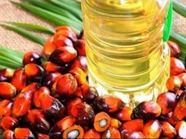 Gujarat allots land to Godrej Agrovet for oil palm cultivation