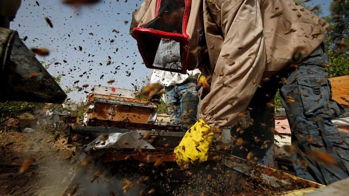 File photo of a beekeeper | ANI