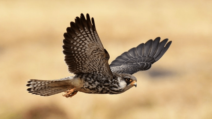 Amur falcon annually migrates thousands of kilometres each year. They arrive in the Northeast India in October where they stay for some time before flying of to warmer shores | Pic credit: UN’s Convention on Migratory Species.