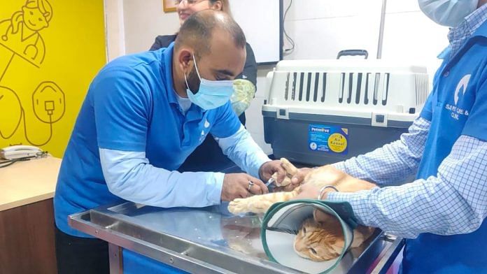 From scans & surgery to skincare, all under one roof, India’s pet clinics are getting modern upgrade