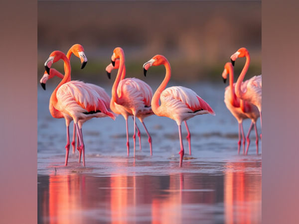 The Flight of Flamingos has landed again in Navi Mumbai's New Palm Beach