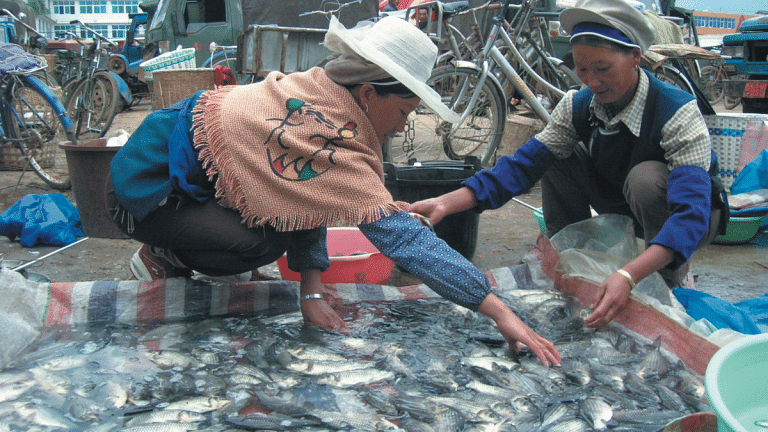 China’s appetite for salmon could reshape global seafood markets