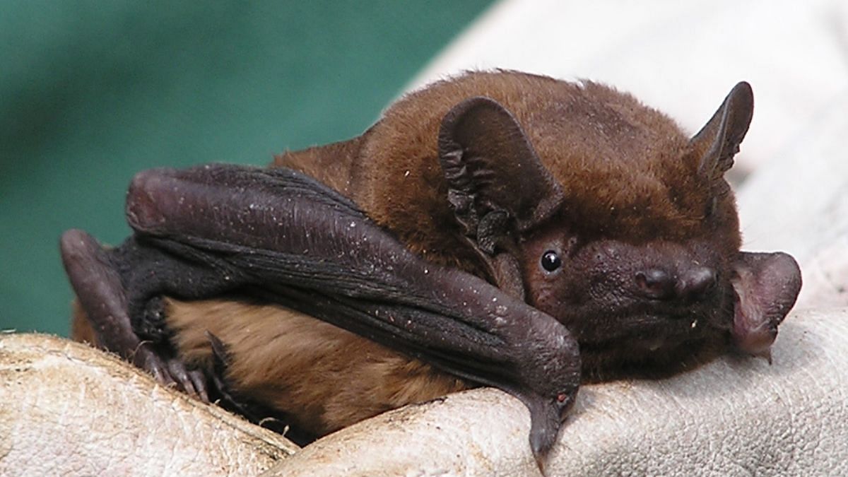 Noctule Bats' migration strategy involves hitching a ride with warm ...