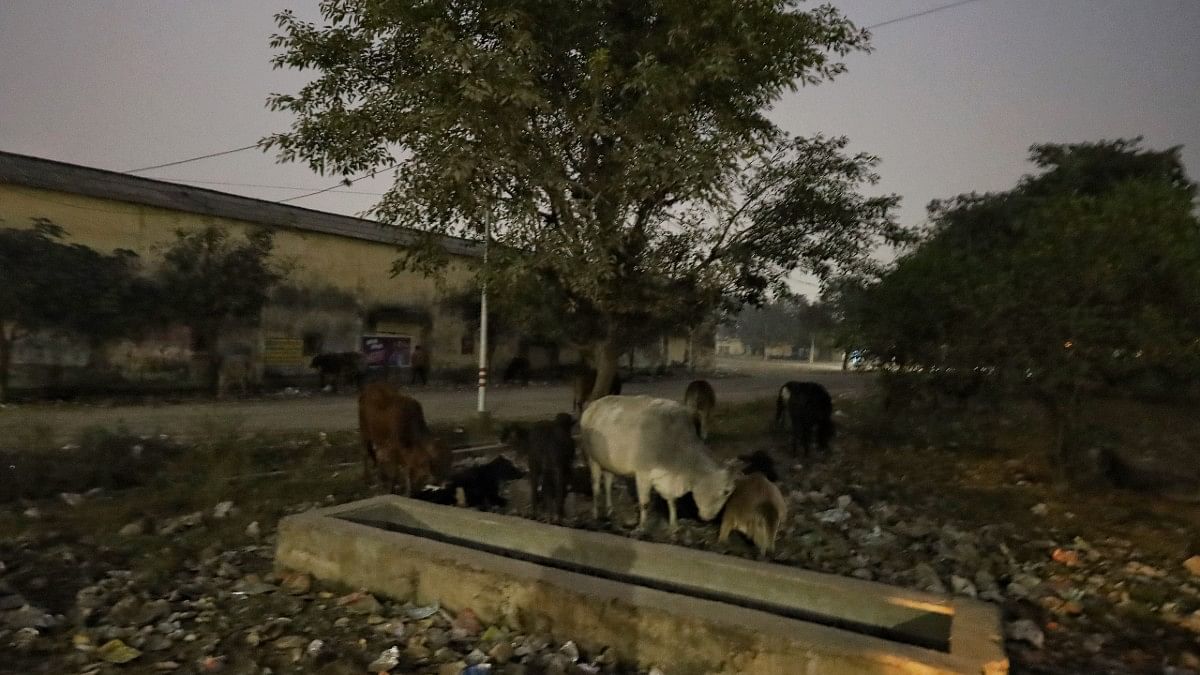 मंडी समिति में वो जगह जहां भीड़ ने शहीदीन पर हमला किया | फोटो: मनीषा मंडल/दिप्रिंट