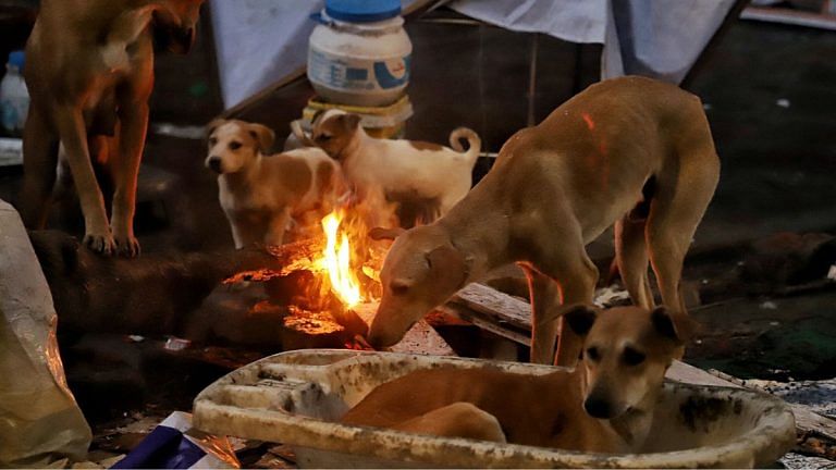 Return sterilised stray dogs to same spot, says HC. A look at legal tussle with RWA that led to the ruling