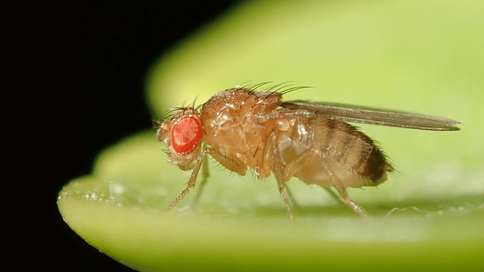 How The Humble Fruit Fly Transformed Research On Genes, Tissue, Disease 