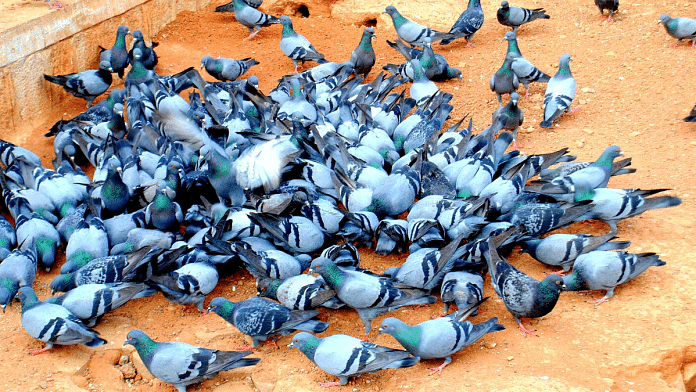 Representational image | Commons