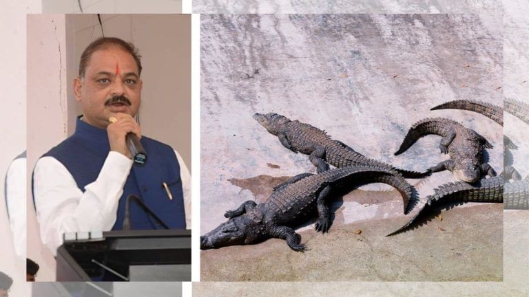 Gripping drama in MP as I-T dept finds cash, gold, crocodiles at BJP ex-MLA’s home. 2 ‘pets’ rescued