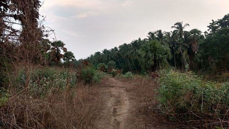 After pushback from Congress & RSS affiliate, MP pulls forest restoration policy for more consultation