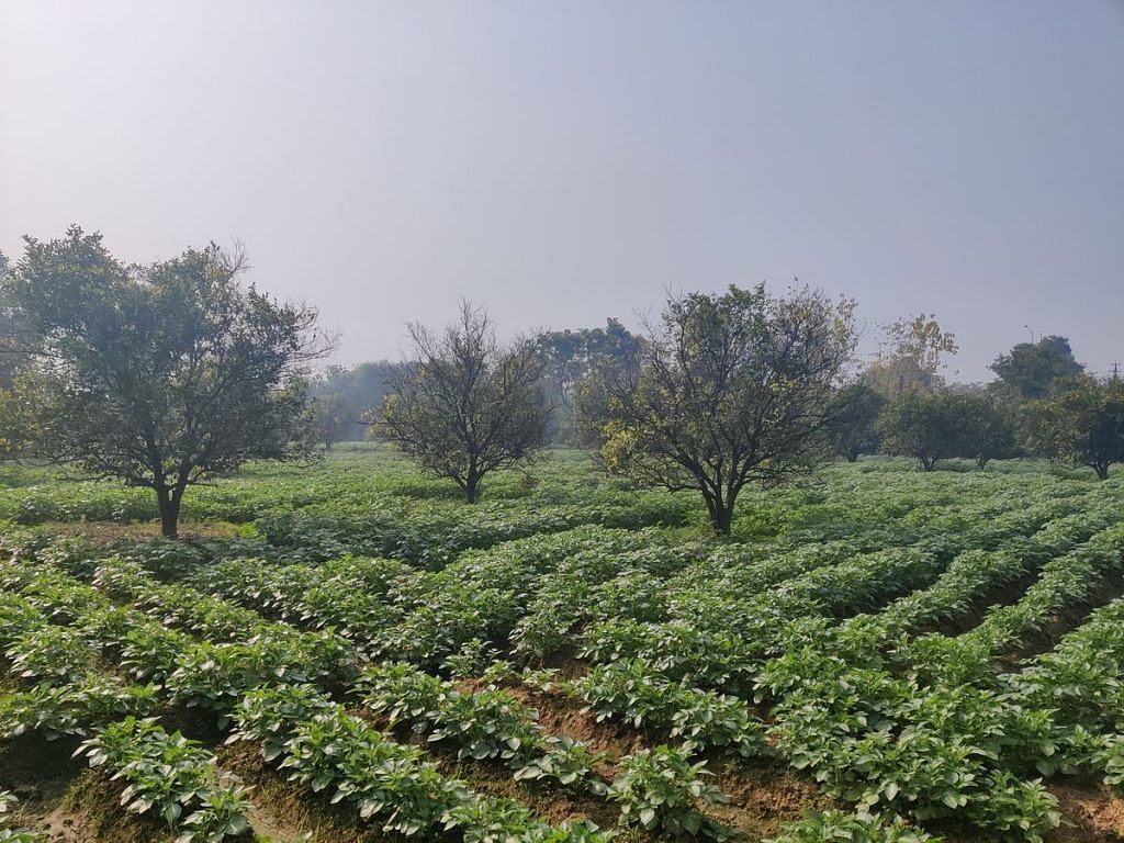 Agra potato and kinnow