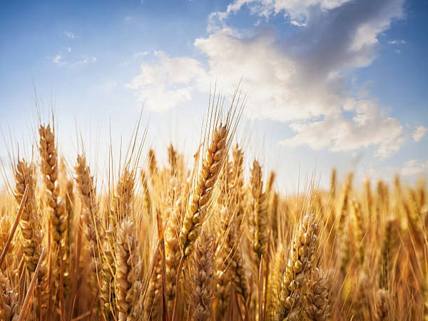 Balochistan's new agricultural income tax bill sparks opposition from farmers