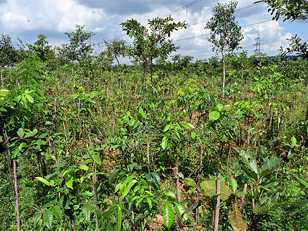 Puravankara pledges to plant 1 million trees as part of 1t.org movement 