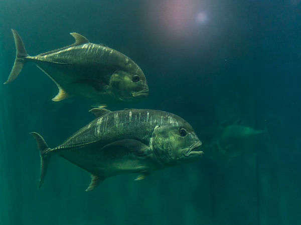India's fisheries sector witnesses rise with around 8% share in global fish production