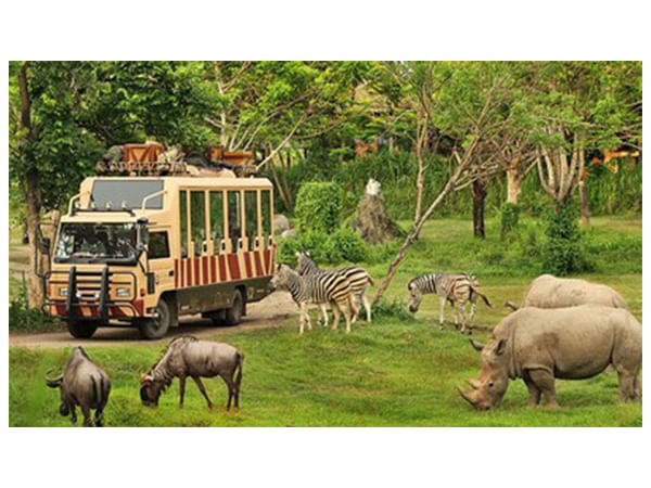 Indonesian Safari Park: An African-Style Safari in Asia - The Ultimate Adventure for Indian Travelers Indonesian Safari Park: An African-Style Safari in Asia - The Ultimate Adventure for Indian Travelers