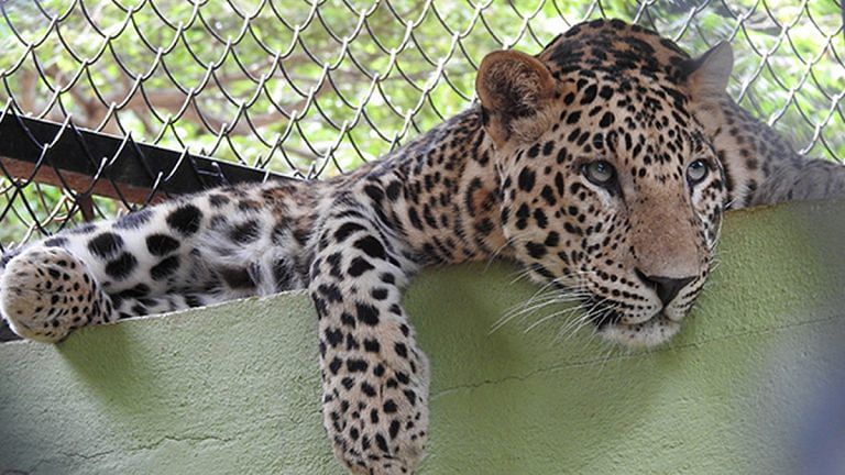 Bengaluru is running out of leopard shelter space. People’s panic isn’t helping