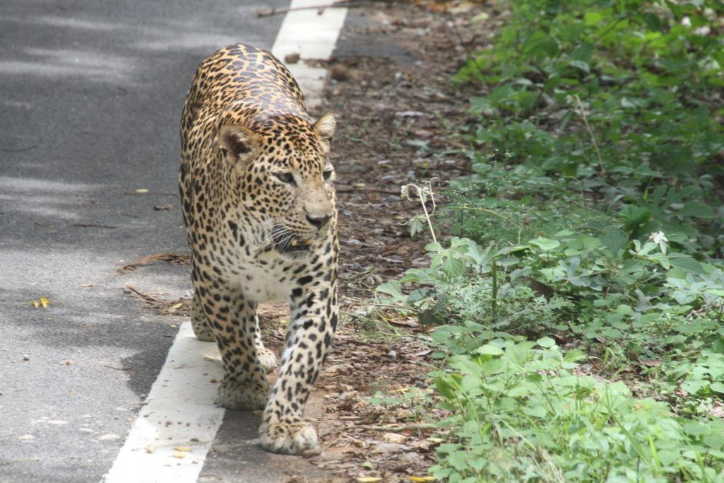 Leopard in karnataka