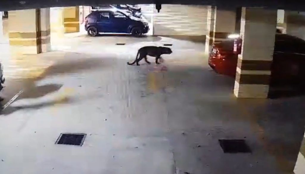 Bengaluru leopard 