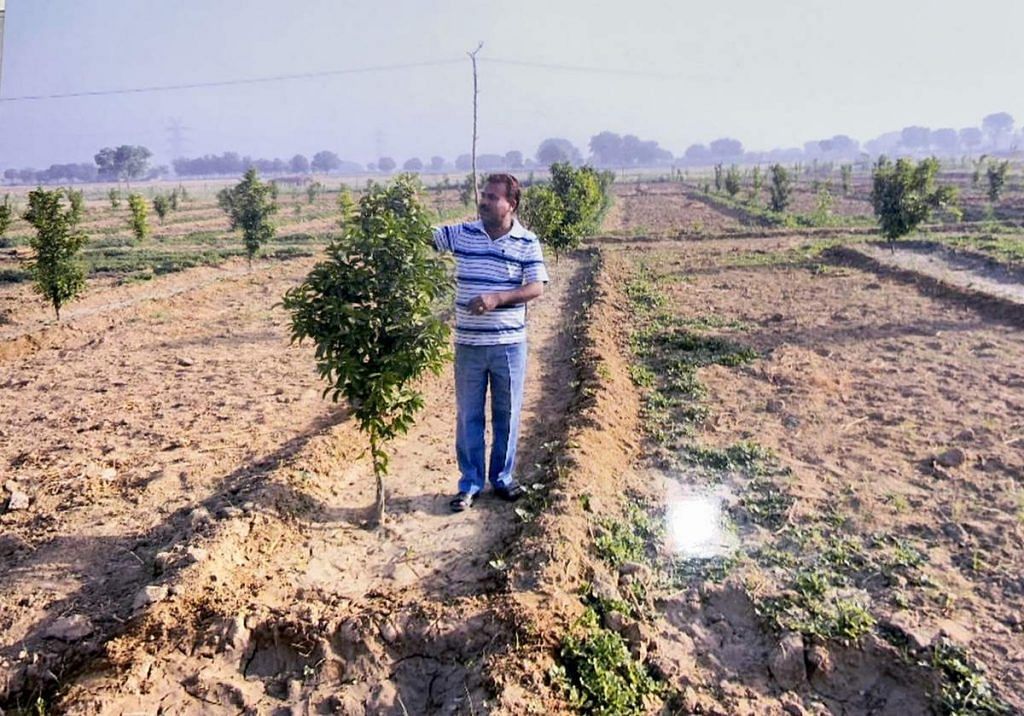 Agra kinnow orchard 