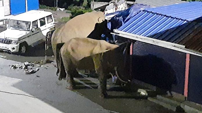 File photo of wild elephants in a residential area | ANI