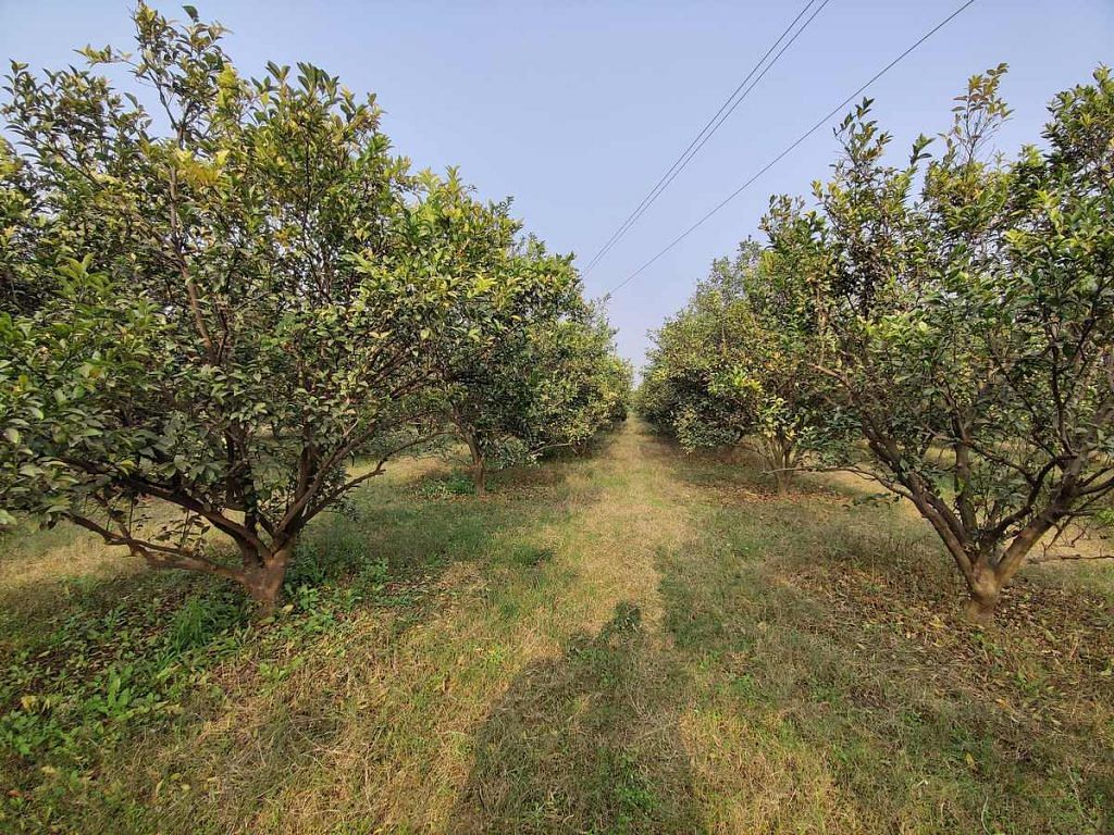 kinnow orchards 