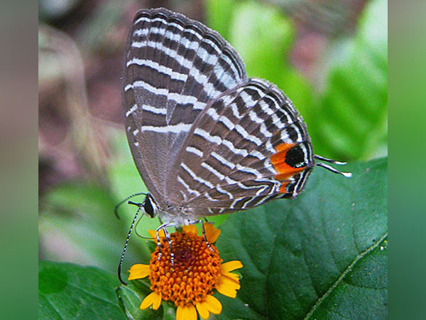 Study raises possibility of country without butterflies