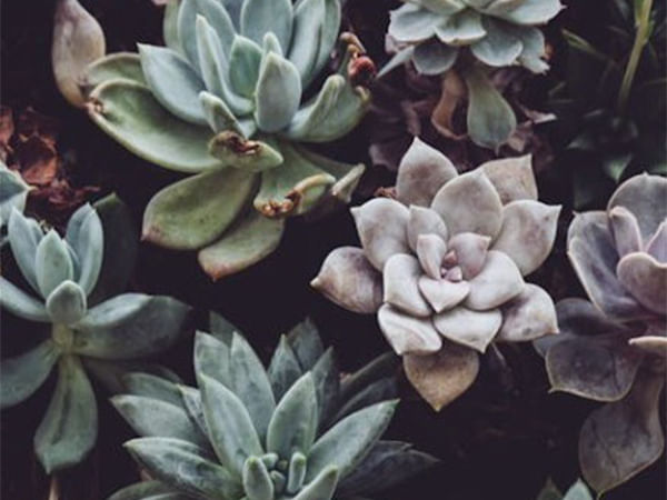 Researchers demonstrate new technique for boosting plant growth with bacteria