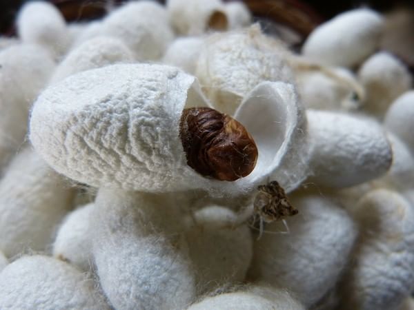 Raw silk production reaches 34,042 MT till January 2025, showing positive growth