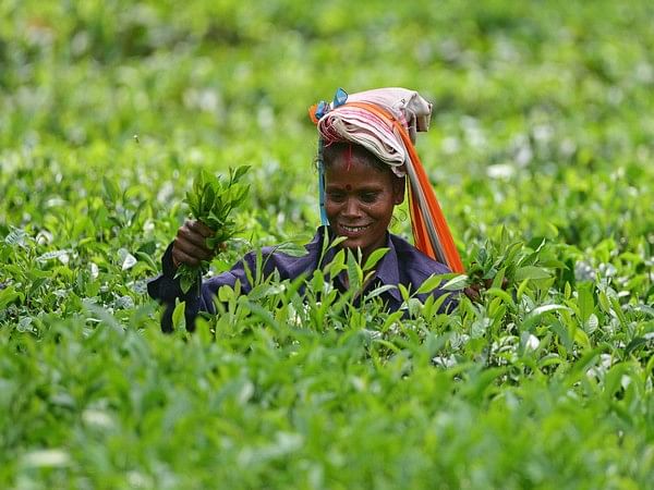Centre allows Assam tea estates to avail support under oil palm mission