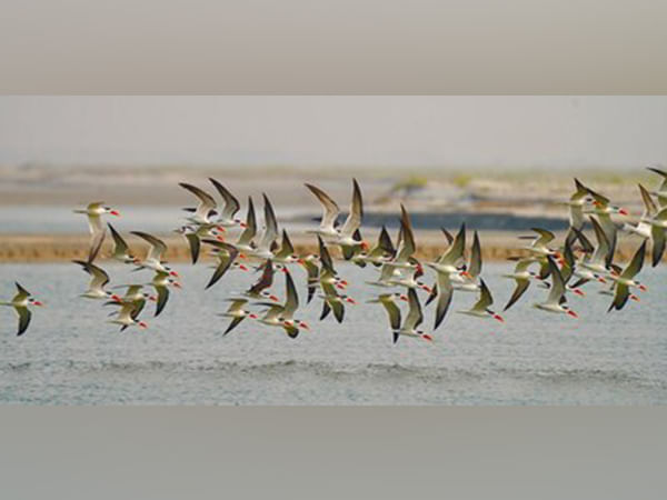 Rare Indian Skimmer Sighting at Haiderpur Wetland by The Art of Living Sparks Hope