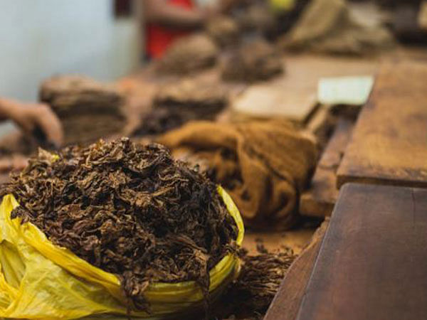 In relief to tobacco farmers, Government notifies three-year validity for grower registrations and barn licenses