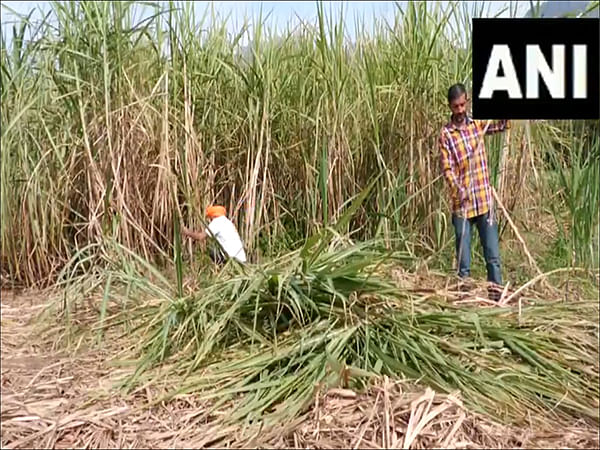Fair prices for sugar raised by 4.4% to Rs 355 per quintal at Cabinet meeting