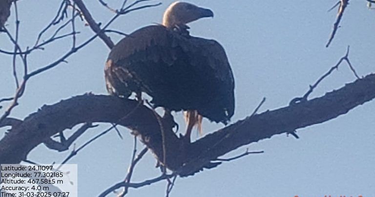 Nursed to health after fall in India, Eurasian Griffon soars over Afghanistan, back on migratory path