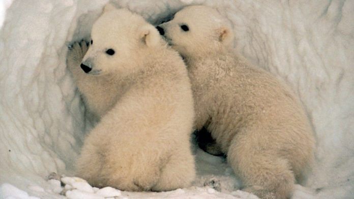 Polar Bear | Flickr