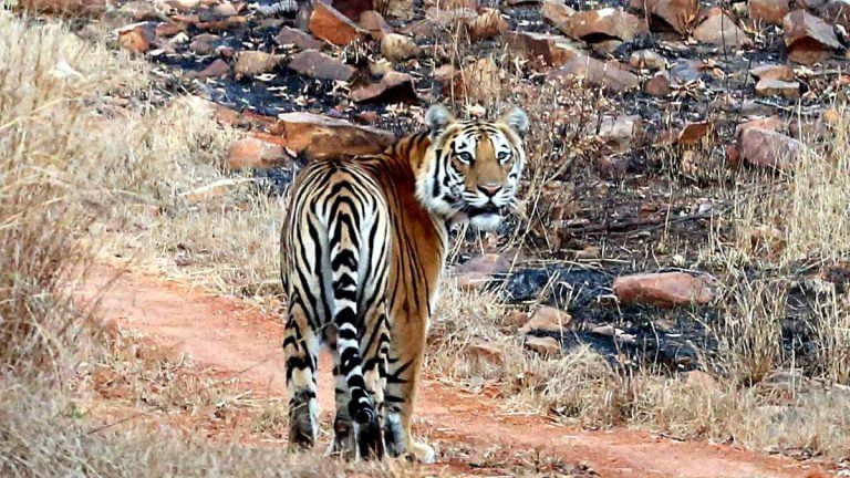 MP’s new plan to check man-animal conflict—Rs 145 cr fund for buffer zones, skilling youth