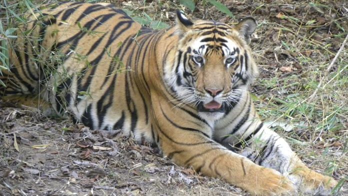 Ujjain is set to have a zoo-cum-safari featuring lions, tigers, zebras, giraffes, white tigers, panthers, and other animals | Wikimedia Commons