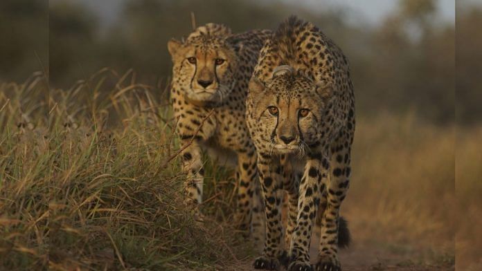 Prabhash and Pavak at Kuno National Park. | By special arrangement