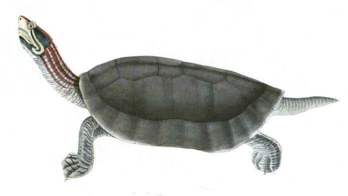 An illustration of a Red-Crowned Roofed Turtle | Commons