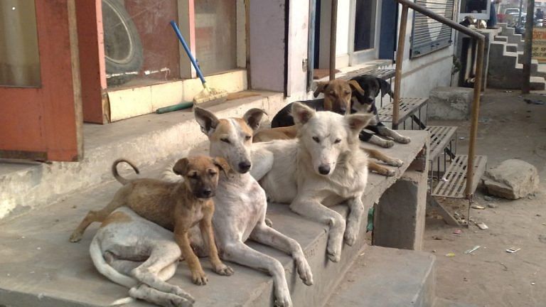 Bengaluru shouldn’t stop at serving chicken rice to stray dogs. Sterilise, vaccinate too