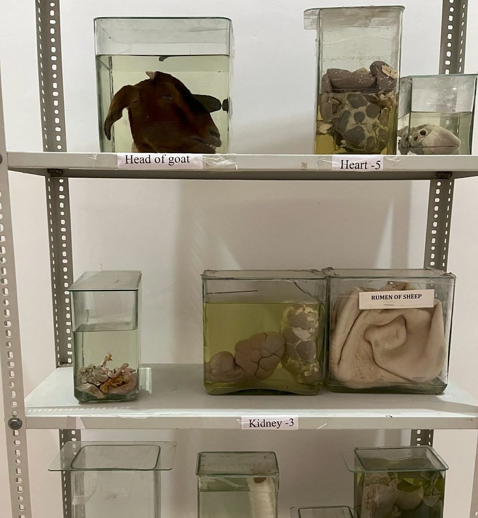 Veterinary college display
