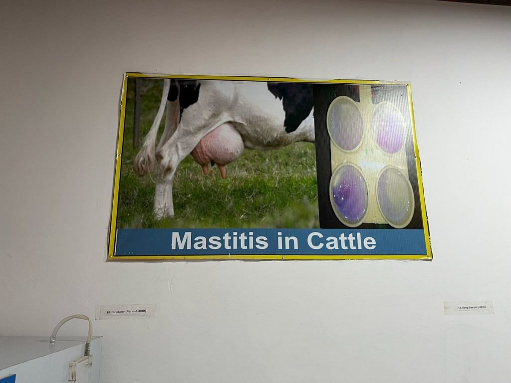 A poster on mastitis in cattle at MR Veterinary College in Jhajjar | Photo: Antara Baruah | ThePrint 