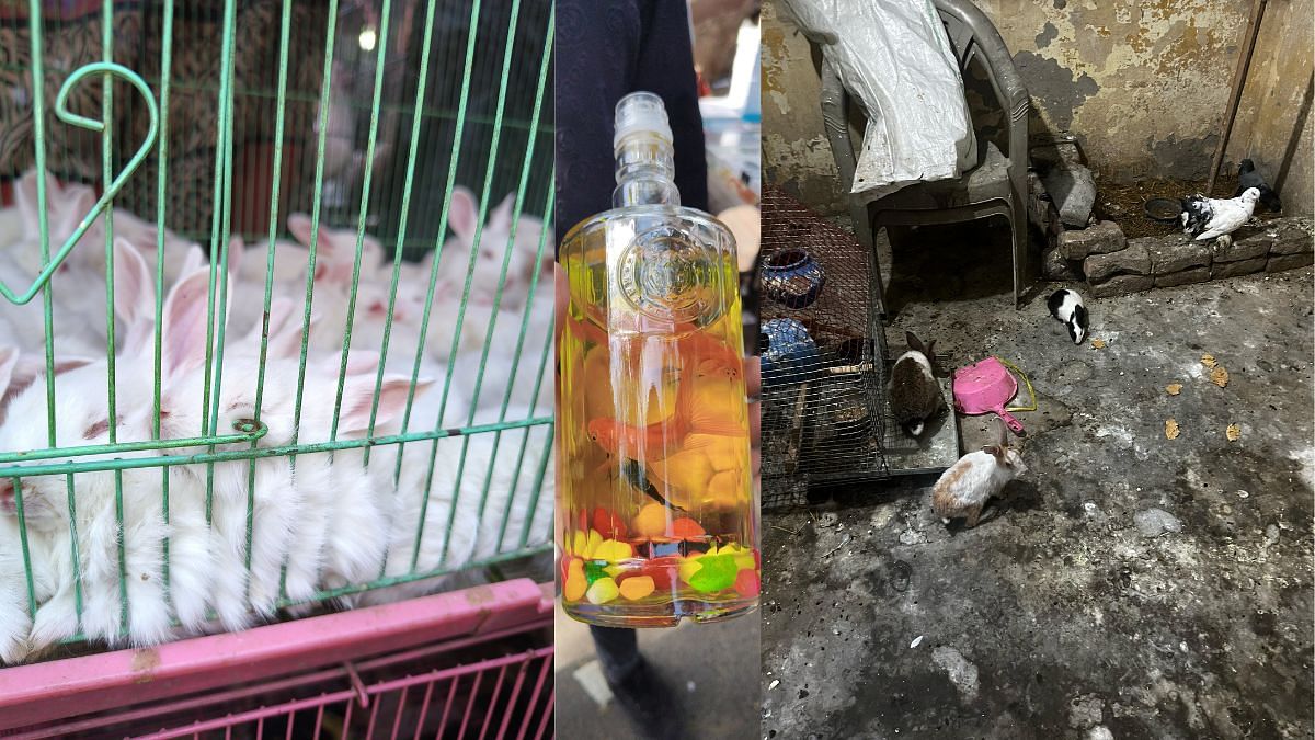 Goldfish in perfume bottle, protected species on sale—DU students’ report on horrors of Delhi pet shops