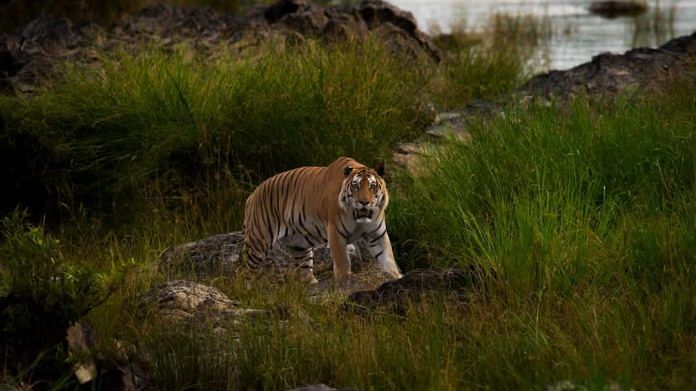 Naming tigers in India