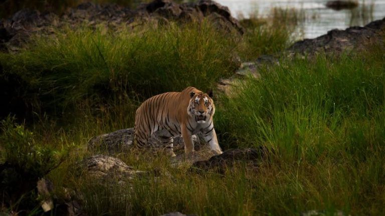 India to host Global Big Cat Summit in 2026; links conservation to climate adaptation at COP30