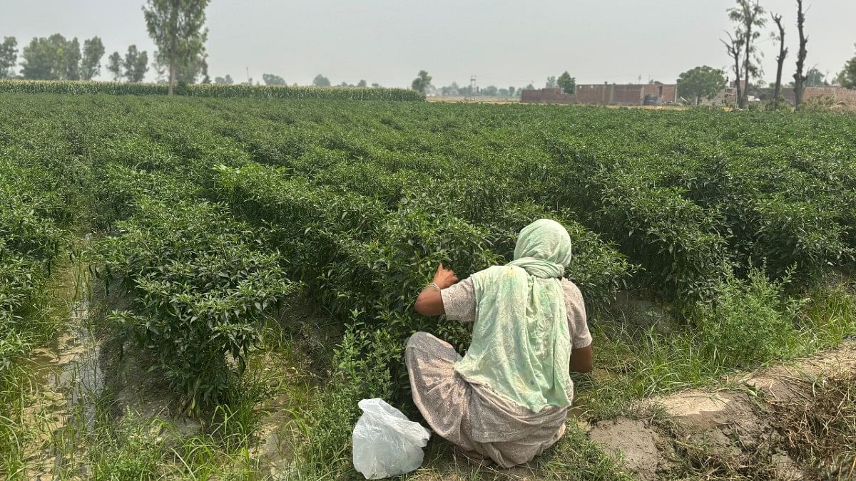 Iqra Bai plucking chillies | Bismee Taskin | ThePrint