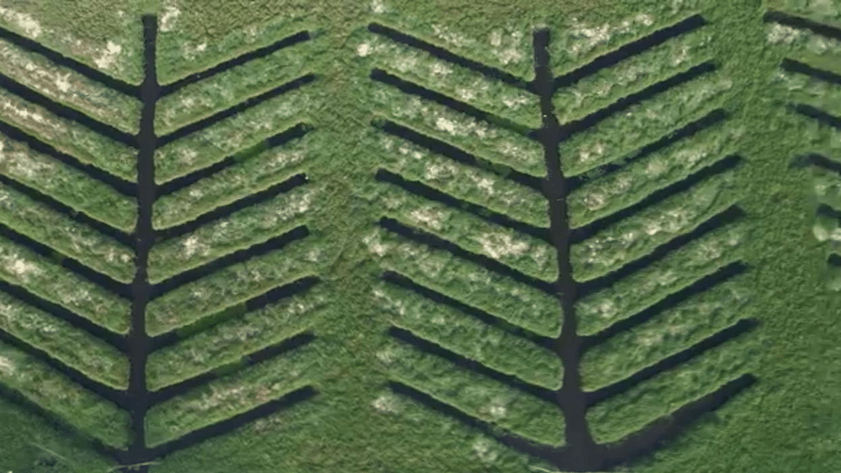 Saplings were planted last year by forest dept | By special arrangement